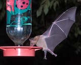 Mexican Long-tongued Bat