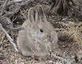 Pygmy Rabbit