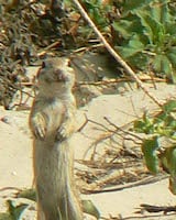 Spotted Ground Squirrel