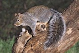 Western Gray Squirrel