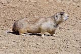 Wyoming Ground Squirrel