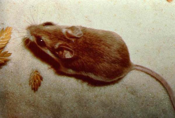 Oldfield Mouse | Peromyscus polionotus photo