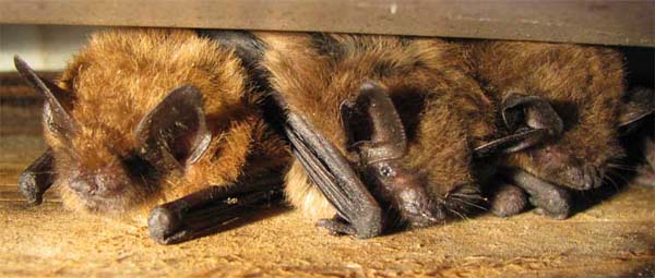 Big Brown Bat | Eptesicus fuscus photo