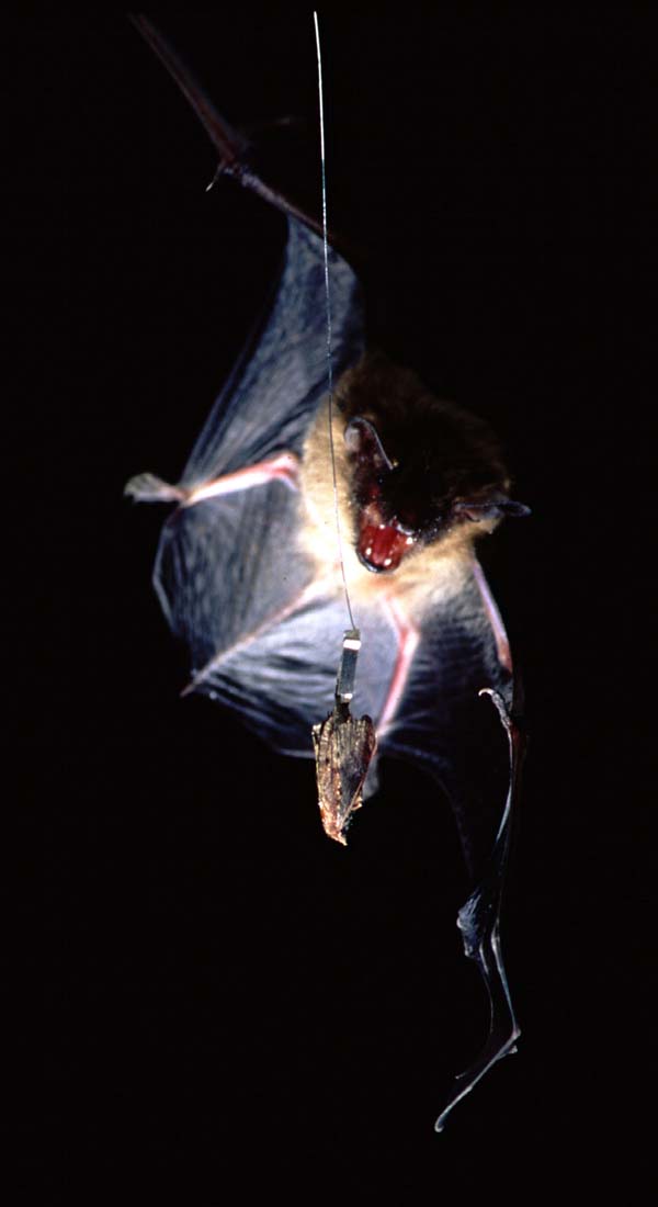 Big Brown Bat | Eptesicus fuscus photo