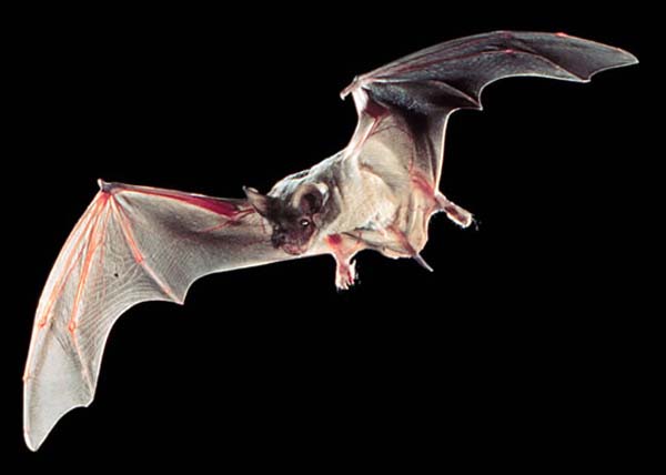 Brazilian Free-tailed Bat | Tadarida brasiliensis photo