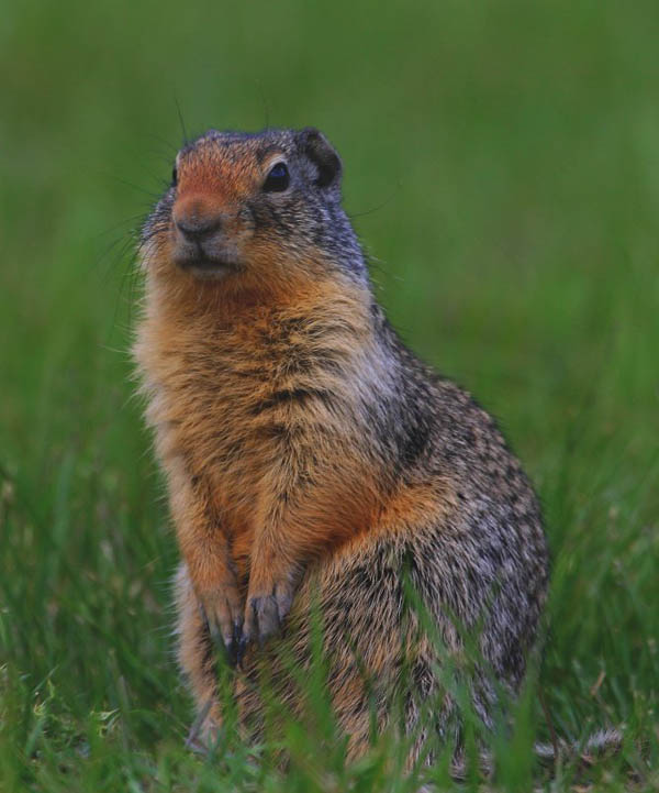 Columbian Ground Squirrel | Spermophilus columbianus photo