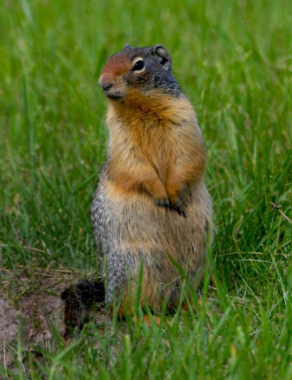 Columbian Ground Squirrel | Spermophilus columbianus photo
