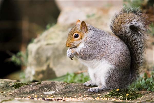 Eastern Gray Squirrel | Sciurus carolinensis photo