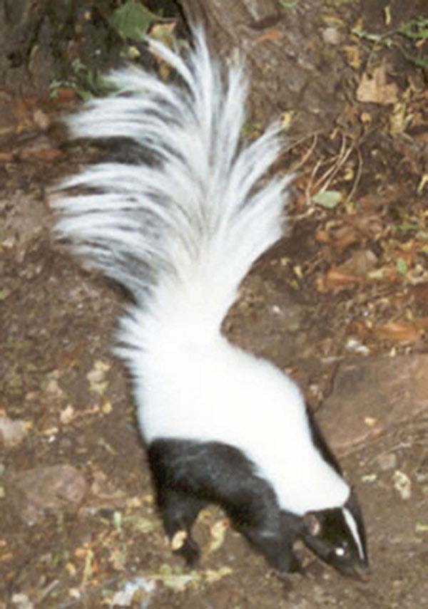 Hooded Skunk | Mephitis macroura photo