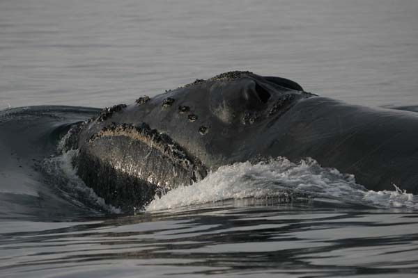 North Pacific Right Whale | Eubalaena japonica photo