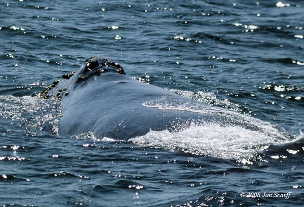North Pacific Right Whale | Eubalaena japonica photo