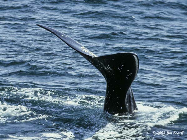North Pacific Right Whale | Eubalaena japonica photo