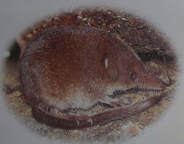 Pygmy Shrew | Sorex hoyi photo