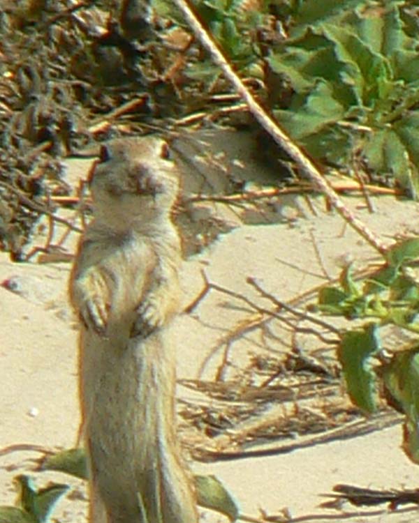 Spotted Ground Squirrel | Spermophilus spilosoma photo