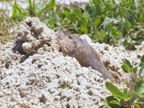 Texas Pocket Gopher | Geomys personatus photo