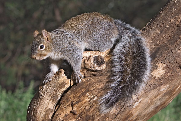 Western Gray Squirrel | Sciurus griseus photo