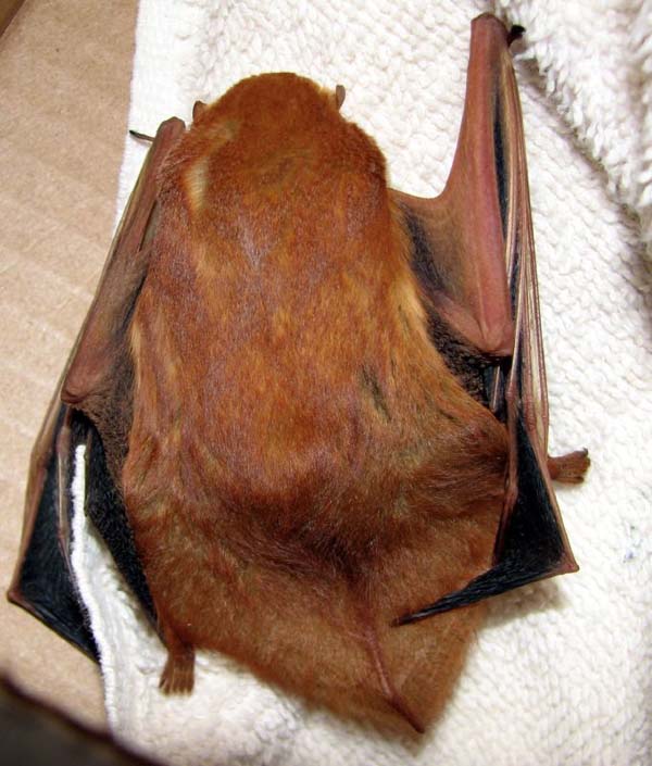 Western Red Bat | Lasiurus blossevillii photo