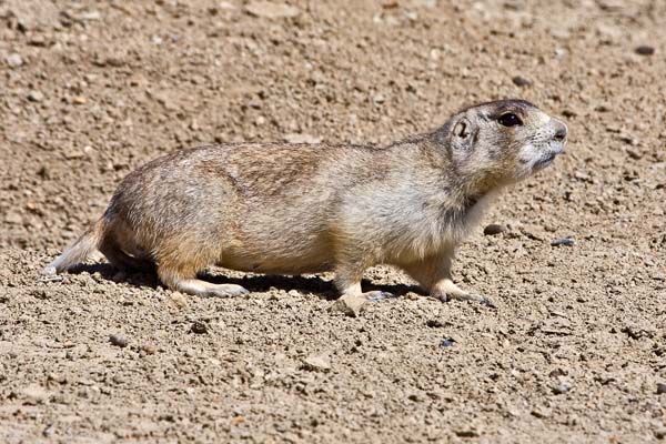 Wyoming Ground Squirrel | Spermophilus elegans photo