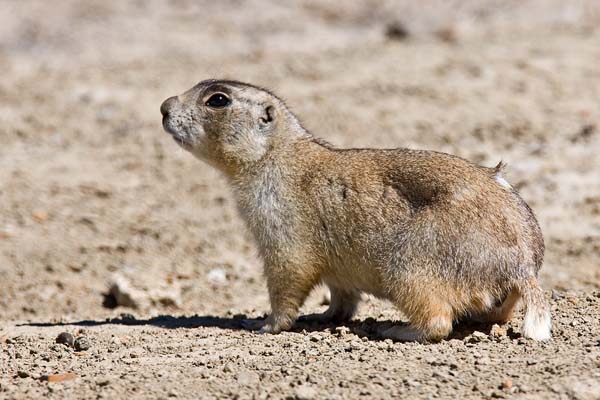 Wyoming Ground Squirrel | Spermophilus elegans photo