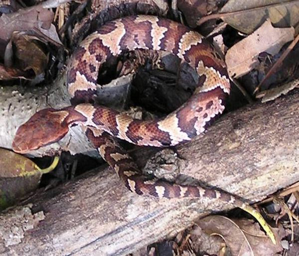 Eastern Cottonmouth | Agkistrodon piscivorus-piscivorus photo