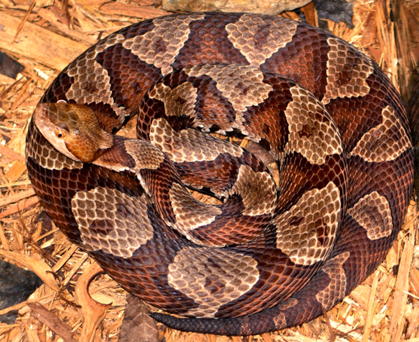 Northern Copperhead | Agkistrodon contortrix-mokasen photo