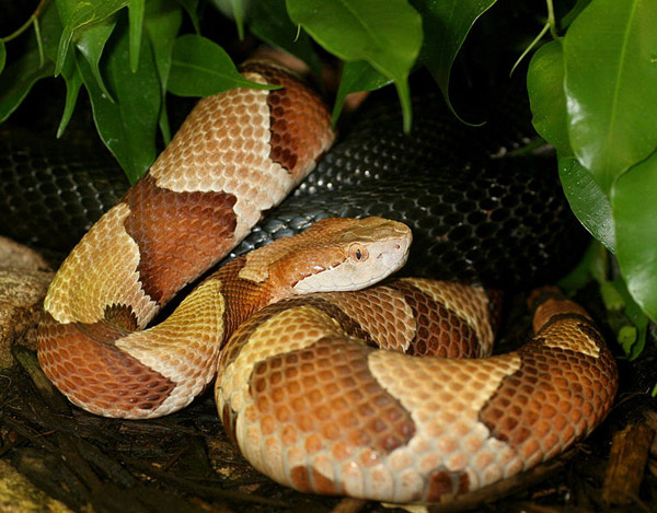 Osage Copperhead | Agkistrodon contortrix-phaeogaster photo