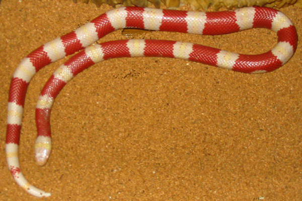 Nelson's Milk Snake | Lampropeltis triangulum-nelsoni photo