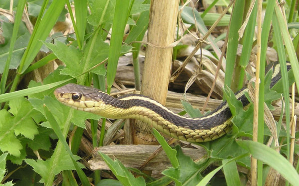 Common Garter Snake | Thamnophis sirtalis-sirtalis photo