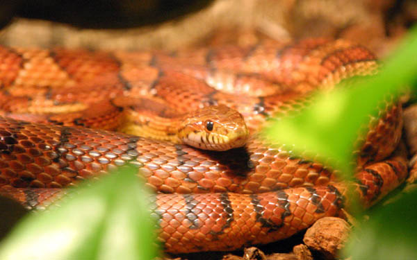 Corn Snake | Elaphe guttata photo