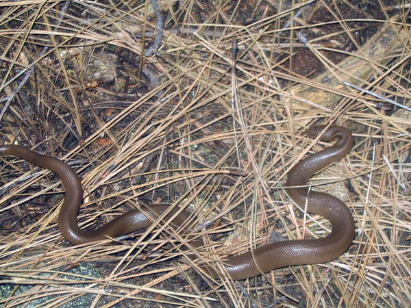 Rubber Boa | Charina bottae photo