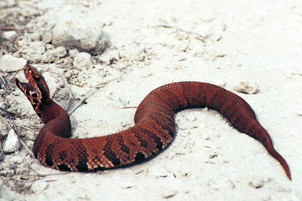 Florida Cottonmouth | Agkistrodon piscivorus-conanti photo