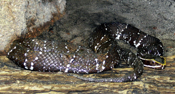 Common Cantil | Agkistrodon bilineatus-bilineatus photo