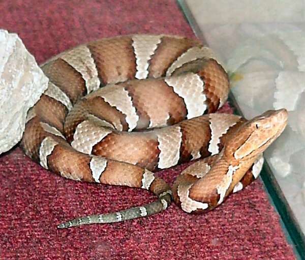 Trans-pecos Copperhead | Agkistrodon contortrix-pictigaster photo