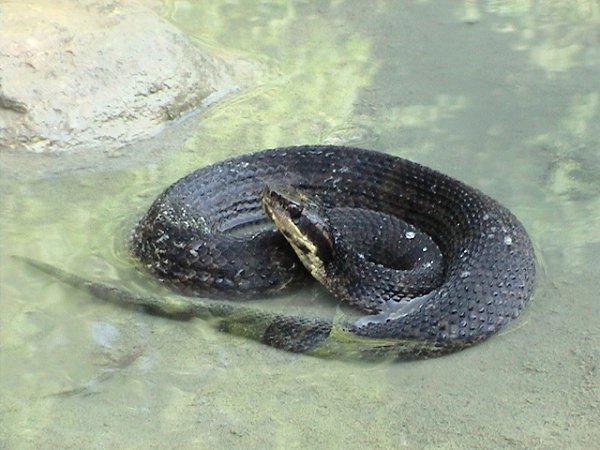 Western Cottonmouth | Agkistrodon piscivorus-leucostoma photo