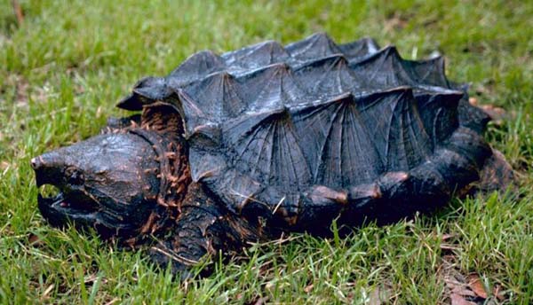 Alligator Snapping Turtle | Macroclemys temminckii photo