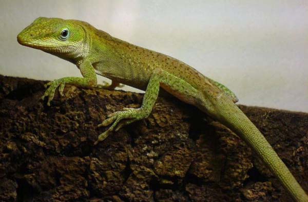 Green Anole | Anolis carolinensis photo