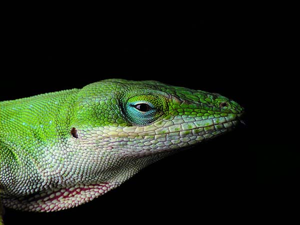 Green Anole | Anolis carolinensis photo