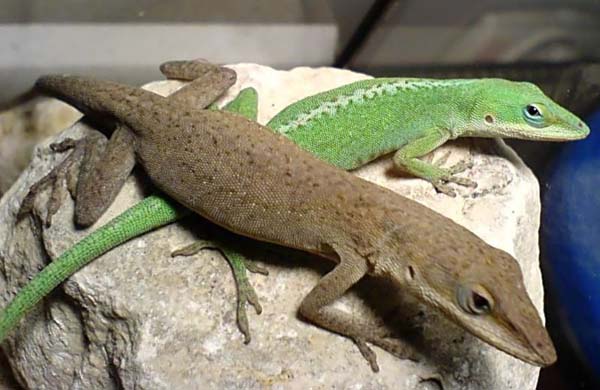 Green Anole | Anolis carolinensis photo