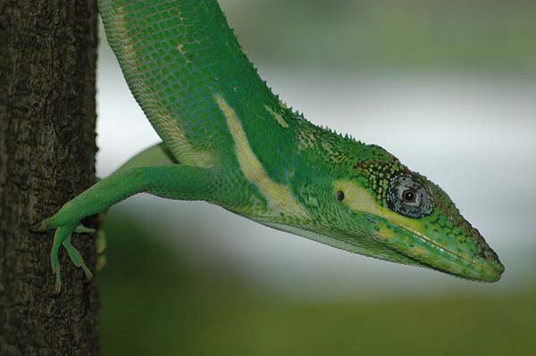 Knight Anole | Anolis equestris photo