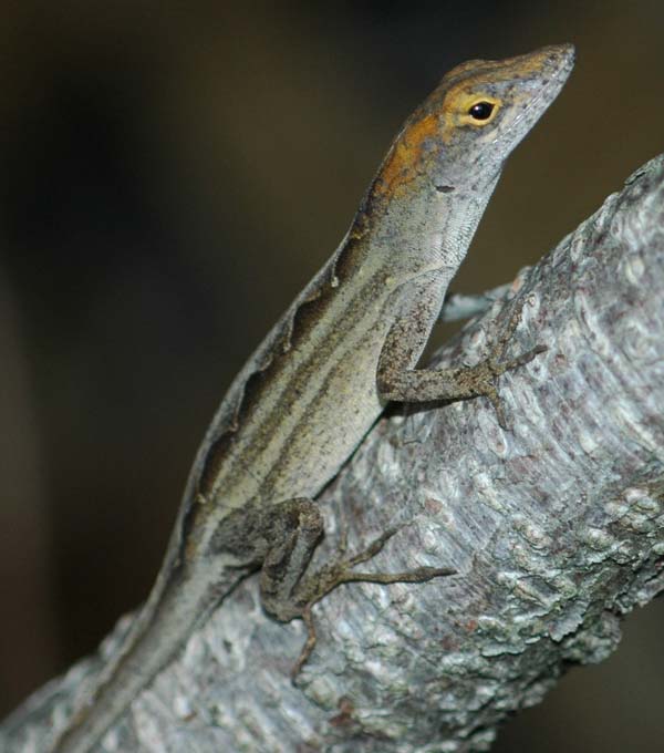 Brown Anole | Anolis sagrei photo