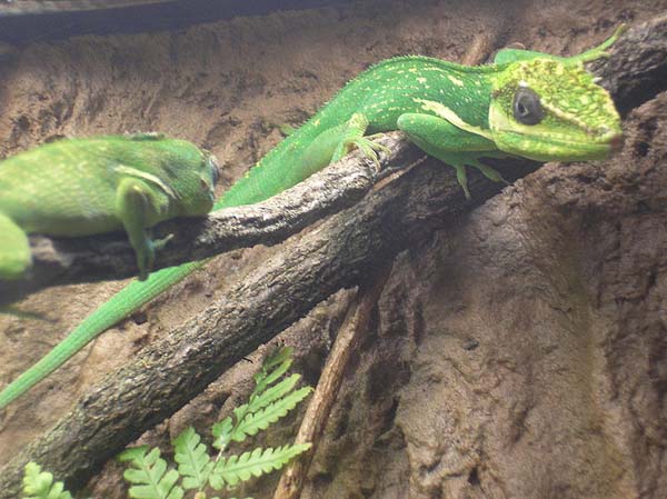 Knight Anole | Anolis equestris photo