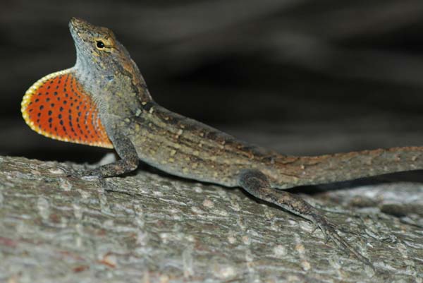 Brown Anole | Anolis sagrei photo