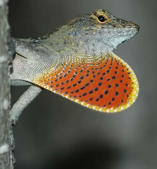 Brown Anole | Anolis sagrei photo