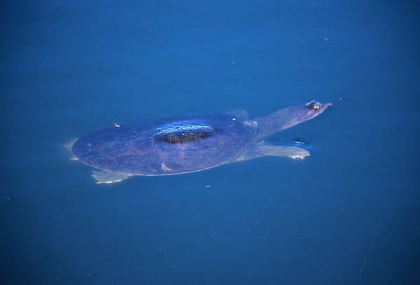 Florida Softshell | Apalone ferox photo