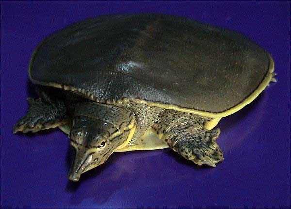 Spiny Softshell Turtle | Apalone spinifera photo