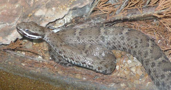 Arizona Ridgenose Rattlesnake | Crotalus willardi-willardi photo