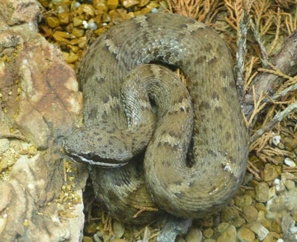 Arizona Ridgenose Rattlesnake | Crotalus willardi-willardi photo