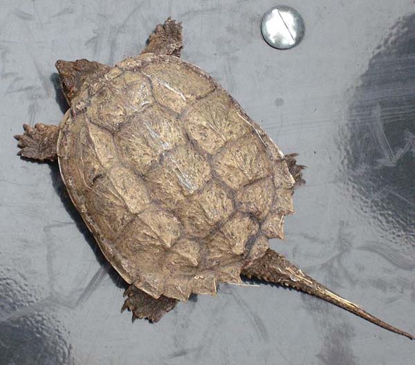 Alligator Snapping Turtle | Macroclemys temminckii photo