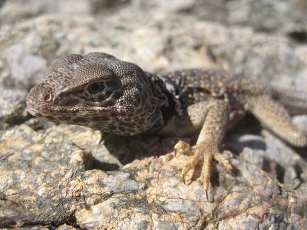 Mojave Black Collared Lizard | Crotaphytus bicinctores photo