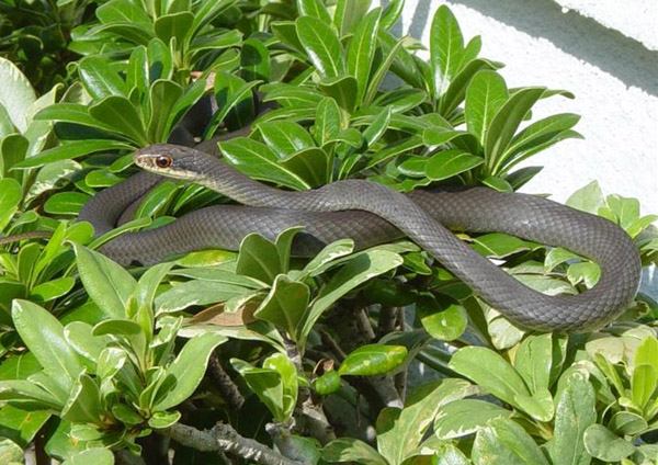 Black Racer | Coluber constrictor-priapus photo